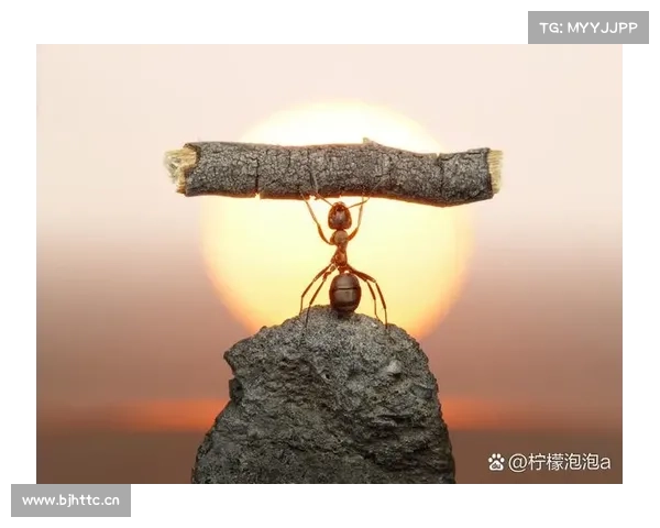 希望与挑战共行:在重建家园的征途上寻求复兴与新生的双重使命 希望与挑战共行:在重建家园的征途上寻求复兴与新生的双重使命